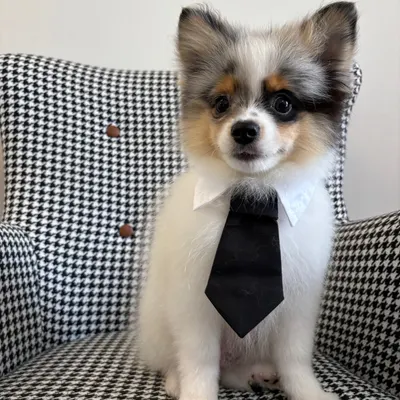구운몽
