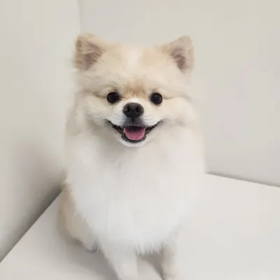 테리