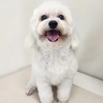 춘봉