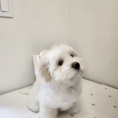 동*이 꼬똥드툴레아