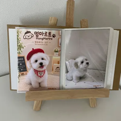 동*이 꼬똥드툴레아