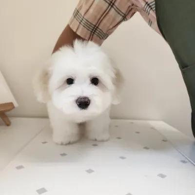 동*이 꼬똥드툴레아